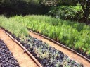Agroforestry Nursery in Kenya