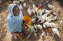Salimata Sagnol feeds her chickens outside their coop in the village of Tengréla, Burkina Faso. A U.S. Millennium Challenge Corporation program funded a package of agricultural trainings along with construction materials for her chicken coop and ongoing technical support for Sagnol and other rural farmers like her.MCC is investing $141 million to help rural farmers, many of them women, improve animal farming techniques and gain access to local markets. With her chickens now sheltered, Sagnol can look to the future and focus on improving her marketing and business strategy (Feed the Future photo contest).