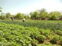 Integrated Farming - Tajikistan