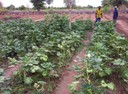 Malian Farmers at a home garden.