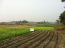 Nepal fields under irrigation.