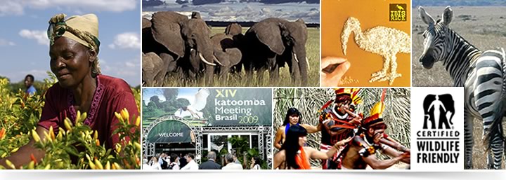 Translink banner photo