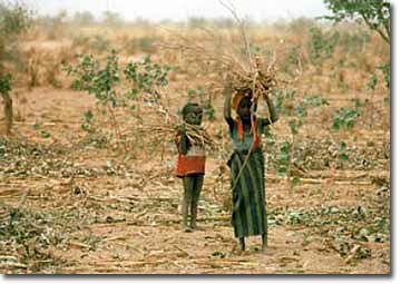 Video: A good news story for a deforested and degraded world: Farmer Managed Natural Regeneration 