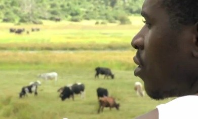 Beauty and the Beef: Achieving Compatibility Between Wildlife Conservation and Livestock Production