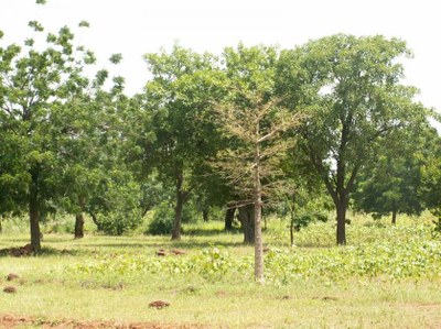 Burkina Faso Farmers Lead the Way on Food Security and Climate Change Resilience 